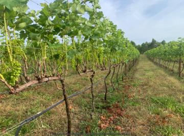 Rural de 3 quartos, Cocalzinho de Goiás · Fazenda com vinhedo em Cocalzinho de Goiás