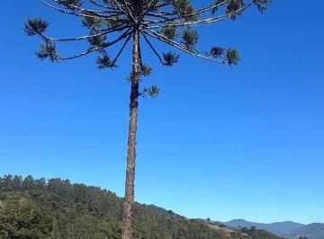 Terreno · 20000m² · Terreno à venda em Urubici/SC