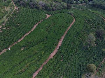Plantação de café arábica · Fazenda De Café Árabica À Venda Em MG - 65 Mil Pés Produtivos