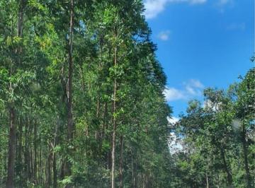 Imagem 1 · Fazenda para venda em Centro, Lassance