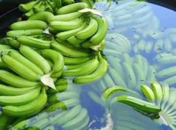 Rural de 2 quartos, Miracatu · Bananal com 8.500 pés de banana de 7 alqueires