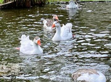 Rural de 3 quartos, Itanhaém · CHÁCARA COM LAGO A VENDA NA PRAIA EM ITANHAÉM/SP
