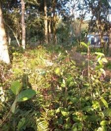 20230721050122968.jpg · Terreno para Venda em Itanhaém, Maramba 2