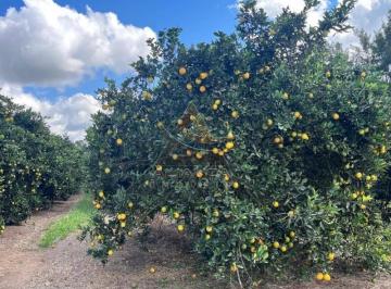 Imagem 1 · Fazenda para venda em Área Rural de Angatuba, Angatuba