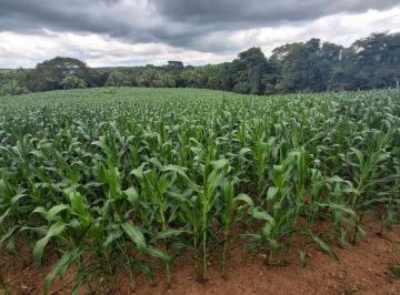 Rural · 12ha · 3 Quartos · SÍTIO À VENDA NO CORUMBÁ DE GOIÁS - 12 HECTARES
