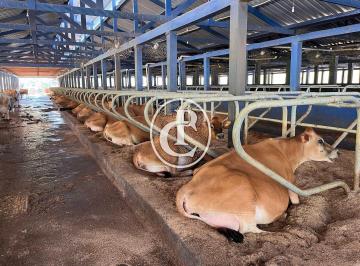 Rural · 55ha · 2 Quartos · 13 Vagas · Fazenda Leiteira de Alto padrão em Pindamonhangaba-SP