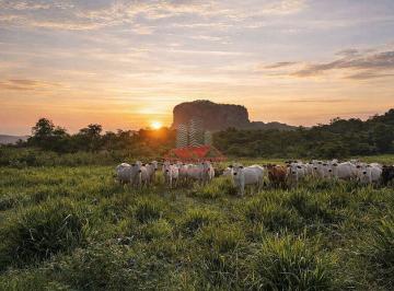 Lote de gado Nelore aproveitando a excelente qualidade do capim verde no Mato Grosso. · Fazenda de Pecuária à Venda em Poxoréu MT | 1.045 Hectares