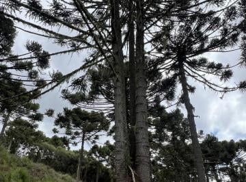 Rural · 20000m² · Área à venda no bairro Rio Dos Bugres - Urubici/SC