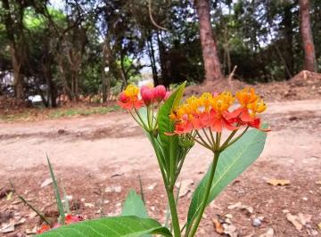 3ae7bf9979c48aba7ea7a3a46ce8996e20184342 · Terreno Residencial à venda, Jardim Paulista, Atibaia - TE0512.