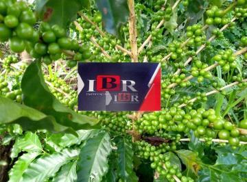 20cc8e8f5346200befe2ec63cc2597c14fc89ea4 · Fazenda em Barra do Garças MT