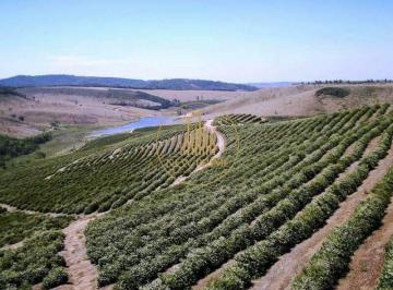 Rural · 970m² · FAZENDA PRODUTIVA DE CAFÉ – 970 HECTARES | ALTO PADRÃO ESTRUTURAL | PORTEIRA FECHADA