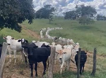202606171714531157.png · Fazenda para Venda em Santa Cruz de Goiás