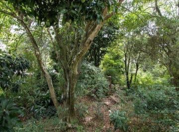 Terreno 364m² Venda Vila Conceição · Terreno, 363.78 m², em Vila Conceição, em região elevada e livre de inundações