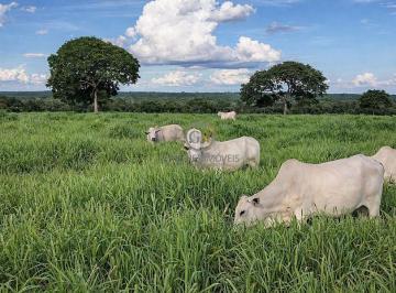 Gado Nelore de excelente padrão pastando em áreas limpas e muito bem manejadas em Santa Fé de Minas. · Fazenda de Pecuária à Venda em Santa Fé de Minas - MG | 1.84