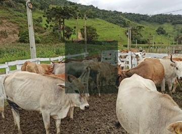 jouhqiq2owvkmjbmzdblzddh_md · Sítio 19,2 hectares em Rancho Queimado com 2 casas nascentes produção e vista