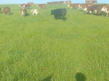 Rural · 121000m² · OPORTUNIDADE DE INVESTIMENTO RURAL - CANDIOTA/RS