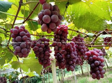 Imagem 1 · Fazenda
