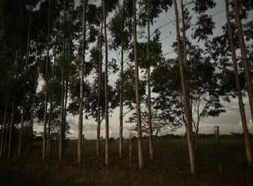 Rural · 1182444m² · Rurais - leilão - em Ribeirão do Largo