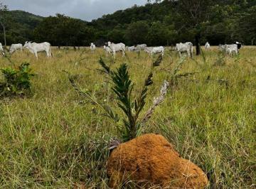 Rural de 2 quartos, Minaçu · Fazenda em Minaçu Go aceita permuta em Goiânia