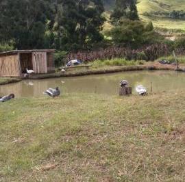 Imagem 1 · Fazenda