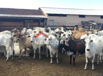 Rural · 600m² · 5 Quartos · 5 Vagas · Fazenda em Endereço Rua John Kennedy, 888 - Araruama - Araruama/RJ