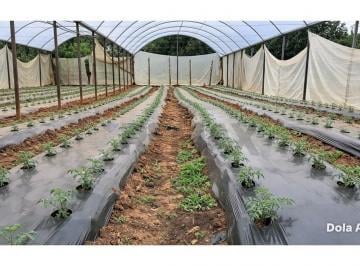 Rural · 110m² · 4 Quartos · SITIO EM SERRA NEGRA com 73.000 m2 , 04 quartos  , com área produtiva de: TOMATE , CAFÉ E MANGA
