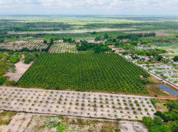 Rural , Jijoca de Jericoacoara · Terreno Rural com Plantação de Coco, Próximo a Jericoacoara e Preá beach - 50.000 m²