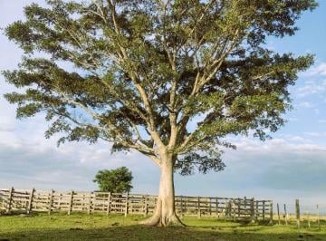 Rural , Glorinha · Fazenda de 208 ha em Glorinha RS Pecuária e Lavoura
