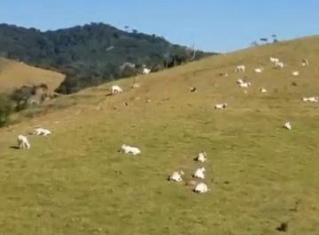 Rural de 3 quartos, Ouro Fino · FAZENDA PARA + DE 500 CABEÇAS DE GADO, EM OURO FINO MINAS GERAIS, OPORTUNIDADE! ÚNICA.
