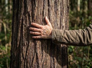 Detalhe de árvore madura com mais de 35 anos de desenvolvimento, ideal para extração de grandes toras. · Fazenda 50 Alqueires com Madeira em Delfim Moreira MG Venda