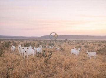 Rebanho na pastagem, evidenciando a versatilidade e a alta produtividade da terra mato-grossense. · Fazenda de 3.050 ha à Venda em Sapezal - MT | Oportunidade