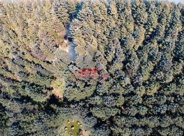 Vista aérea panorâmica da fazenda de 502 hectares em Grão Pará (SC), destacando a excelente densidade e a qualidade do ativo florestal. · Fazenda de Pinus à Venda em Grão Pará - SC | 502 ha