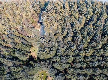 Vista aérea panorâmica da fazenda de 502 hectares em Grão Pará (SC), destacando a excelente densidade e a qualidade do ativo florestal. · Fazenda de Pinus à Venda em Grão Pará - SC | 502 ha
