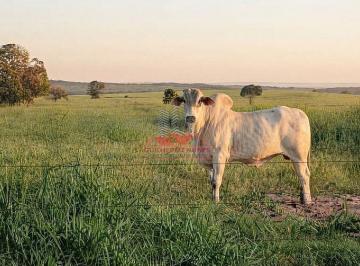 Rebanho de corte em pasto limpo e bem manejado, evidenciando o altíssimo potencial pecuário da propriedade. · Fazenda 10 Mil ha à Venda em Camapuã MS | Dupla Aptidão