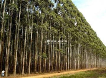 5358ca0b547ab2f0cc62ed7d82da5ea292278991 · FLORESTA DE EUCALIPTOS CLONE Á VENDA