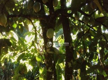 aedc2b6ce8e5b503b11f43bbb855721ca88a916b · Fazenda de cacau sul da bahia 20 Alqueires