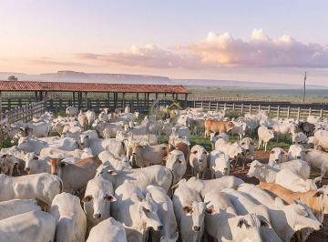 Infraestrutura completa de manejo e curral dimensionado para grandes rebanhos. Praticidade e segurança operacional para investidores que buscam alta performance na pecuária ou sistemas de Integração Lavoura-Pecuária (ILP). · Fazenda à Venda em Bom Jesus PI | 8.994 ha no MATOPIBA