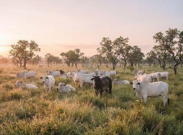 Rebanho de matrizes Nelore pastando nas primeiras horas da manhã, demonstrando o alto padrão genético suportado pelo pasto formado da fazenda. · Fazenda de 5.000 ha em São Félix do Araguaia - MT