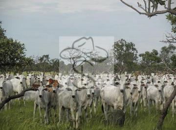 Imagem 1 · Fazenda para venda em Centro, São Félix do Araguaia
