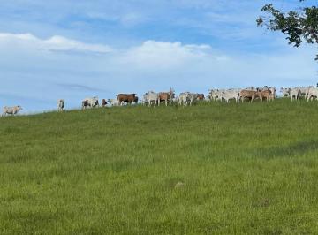 Rural de 3 quartos, Santa Rita de Caldas · FAZENDA ESPETACULAR A VENDA EM MINAS GERAIS DE 242 HECTARES ESPECIAL PARA GADO