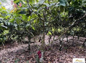 Áreas à venda, SERRA GRANDE, Uruçuca, BA · Áreas à venda, SERRA GRANDE, Uruçuca, BA