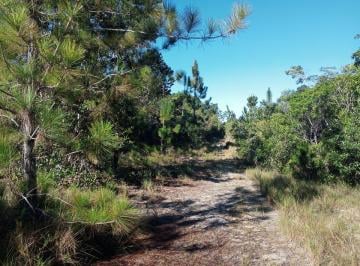 Rural , Itanagra · Excelente área 40Ha, 90% plana, riacho perene, ótima relação custo benefício