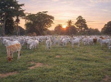 Legenda: Rebanho de gado Nelore na fazenda em Alto Boa Vista - MT, mostrando a alta capacidade de suporte da terra. · Fazenda à Venda em Alto Boa Vista MT | 2.600 Hectares