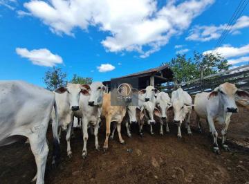 Rural · 252m² · Fazenda Perobas à Venda em Araruama/RJ - 252 ha - Região dos Lagos