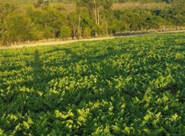 Rural de 3 quartos, Unaí · VENDO BELÍSSIMA TERRENO/FAZENDA ÓTIMO P/ PLANTAR MELANCIA-ETC AC CARRO-DOCUMENTOS 100% 6198150-8787