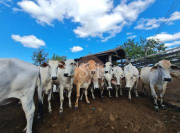 Foto 10 · Fazenda à venda em São Vicente, Araruama-RJ: Rural e imobiliário de alto potencial!