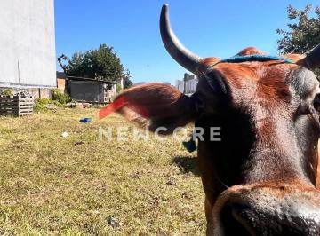 Terreno de 1 quarto, Florianópolis · Lote em Estrada Anarolina Silveira Santos - Vargem do Bom Jesus - Florianópolis/SC
