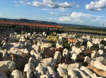 Rural · 89000000m² · Fazenda 8900 hectares à Venda no sul do Piauí