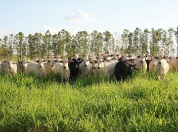 Rural · 221850000m² · Fazenda 22.185 hectares à Venda no Sul do Piauí