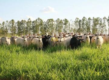 Rural · 221850000m² · Fazenda 22.185 hectares à Venda no Sul do Piauí